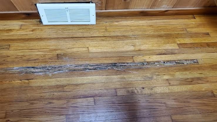 Can Termite-Damaged Timber Be Repaired or Does It Need Replacing?