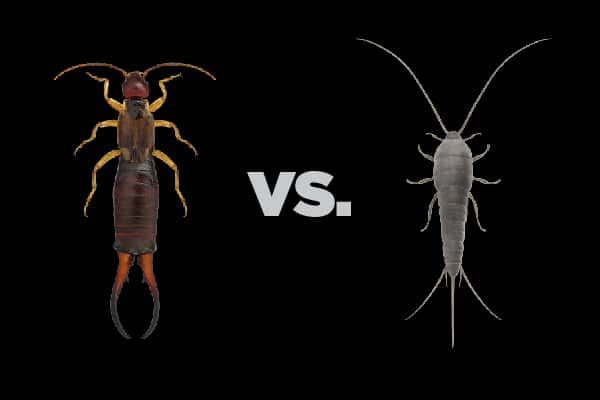 Two Insects, One Common Confusion: Comparing Household Silverfish Species